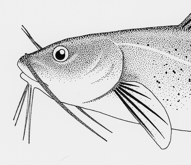 Scientific Illustration Comic Art Jeff Tamplin Illustration Scientific Illustration Comic Art Jeff Tamplin Illustration